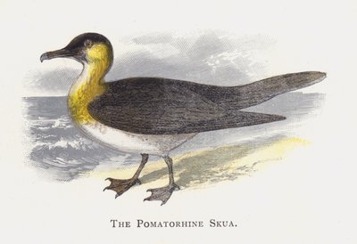 Pomatorhine Skua 作者 亚历山大·弗朗西斯·莱登